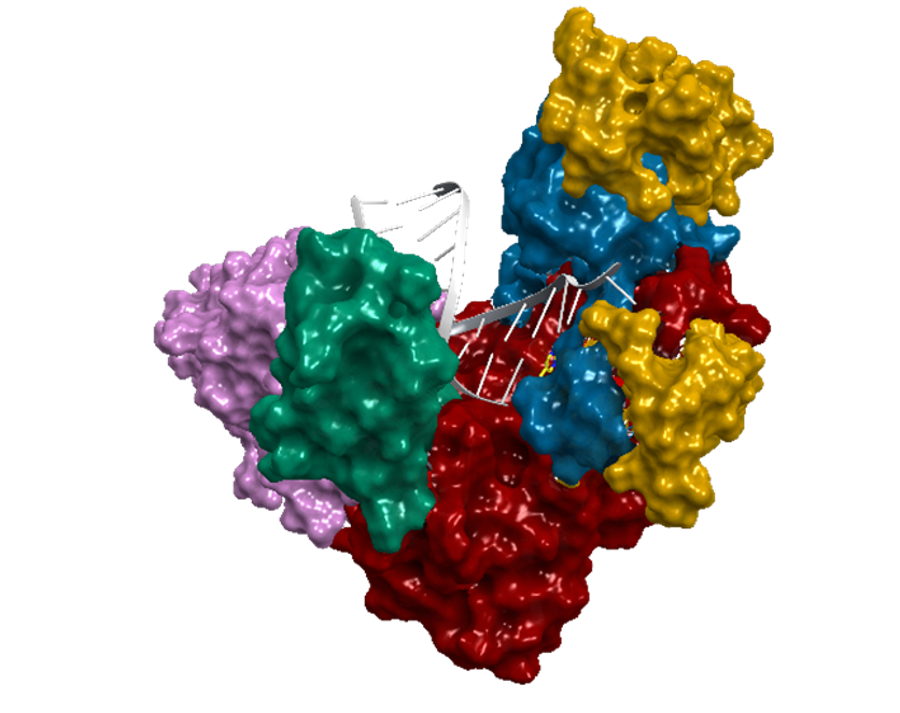 Breakthrough Line 1 Reverse Transcriptase Structure Published In Nature Breakthrough Line 1 Reverse Transcriptase Structure Published In Nature